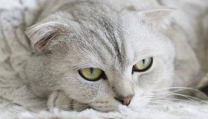 维信诺：接受中信证券调研